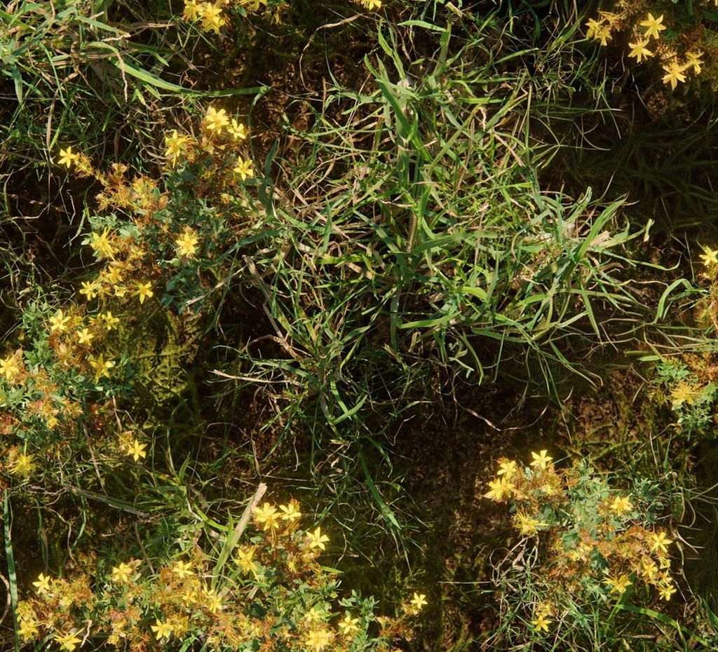 Yellow wildflowers closeup