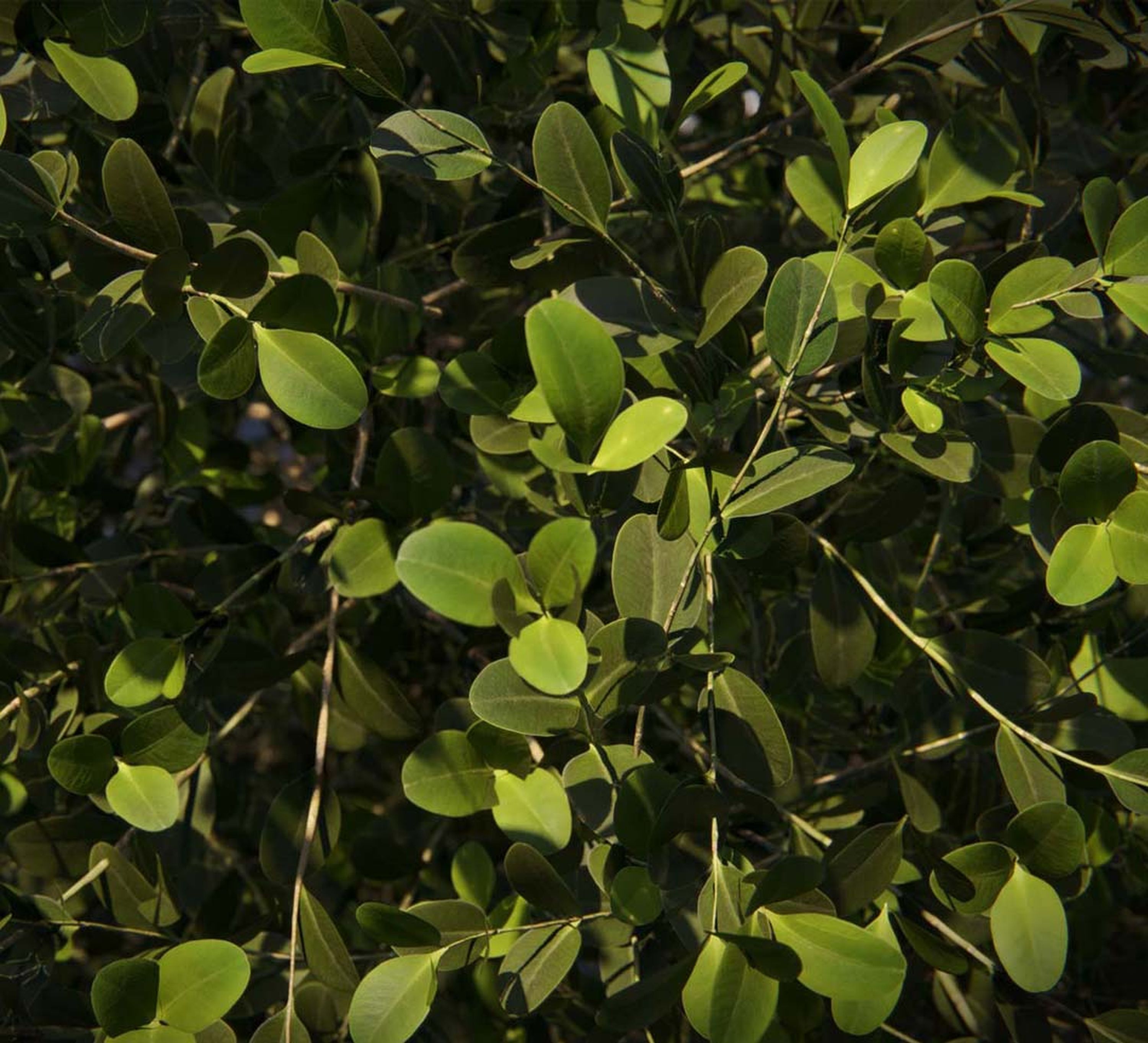 Vegetación Casa das Canoas Vegetación Casa das Canoas