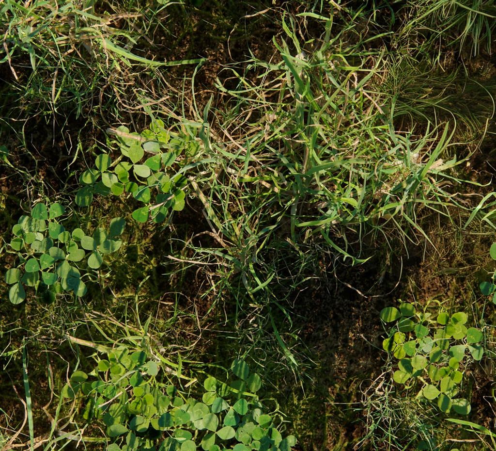 Photogrammetric plants closeup